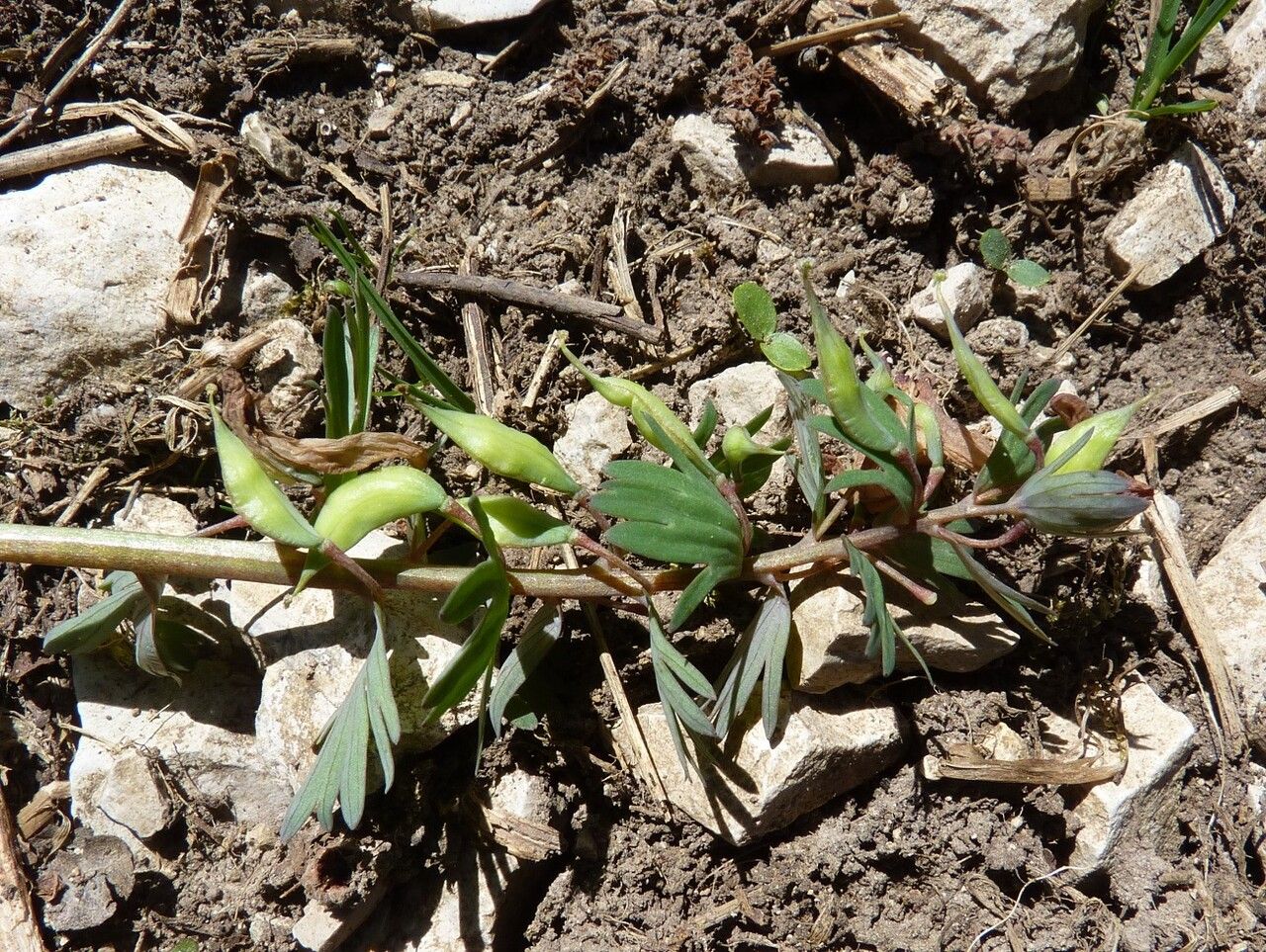 Corydalis solida fruit