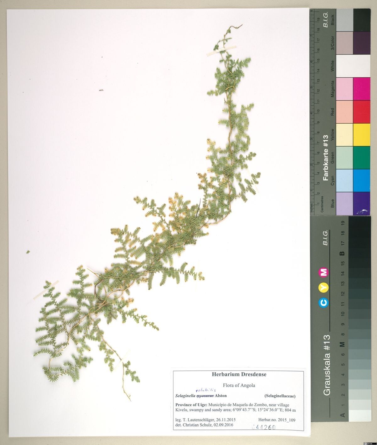 Selaginella volubilis — houseplant care guide