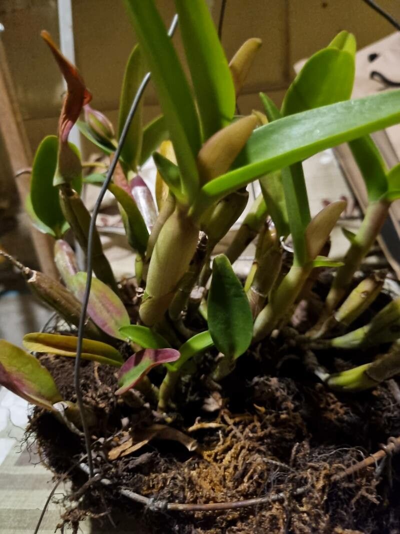 Cattleya intermedia bark