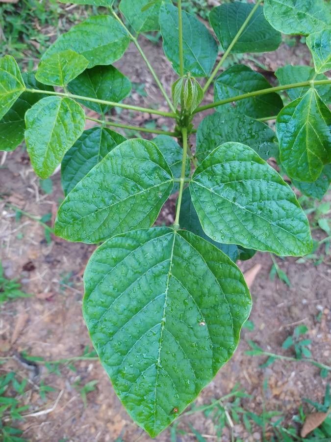 Erythrina edulis leaf