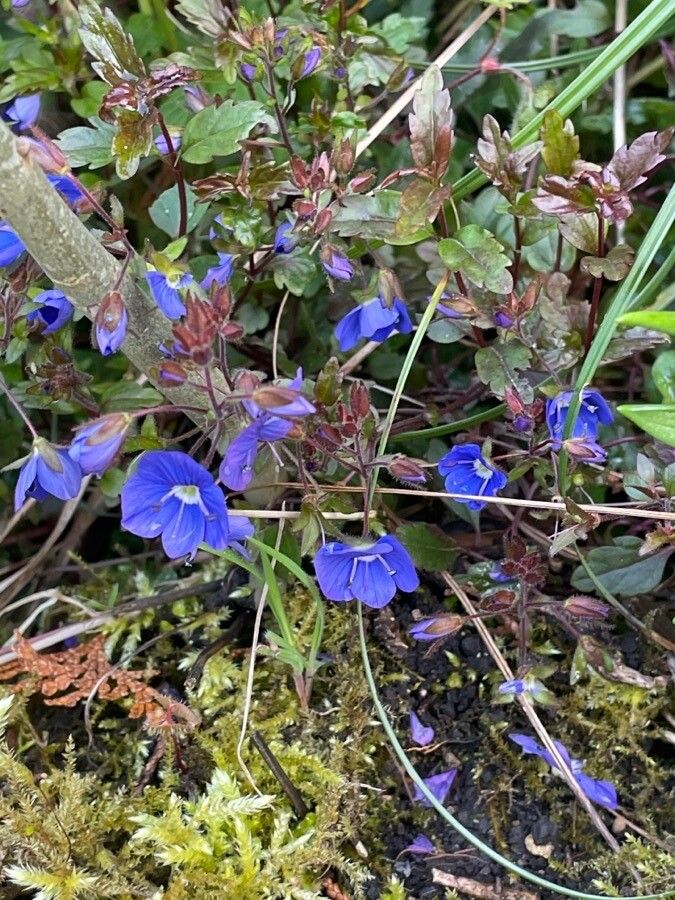 Veronica peduncularis habit