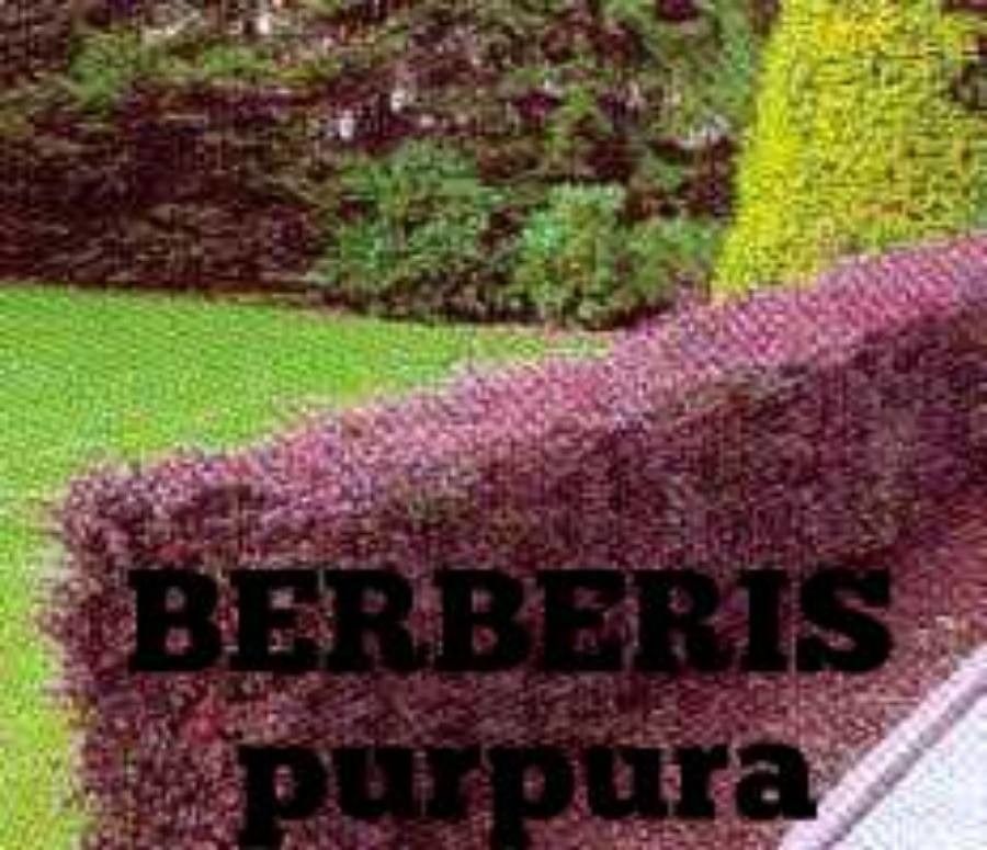 Berberis buxifolia flower