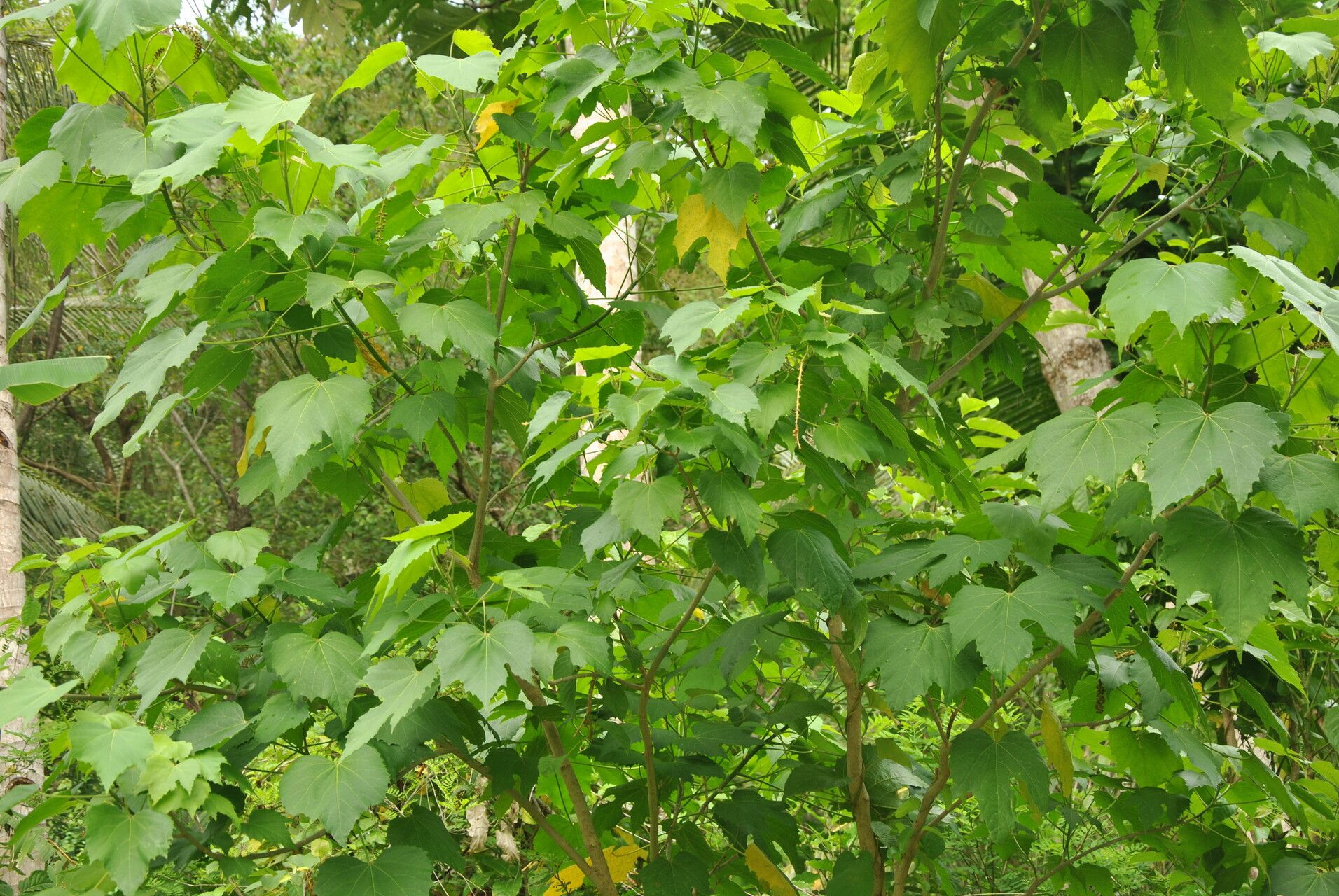 Melanolepis multiglandulosa other