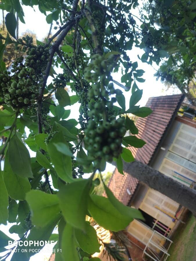 Ilex paraguariensis fruit