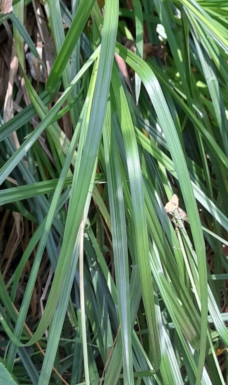 Carex triangula — houseplant care guide