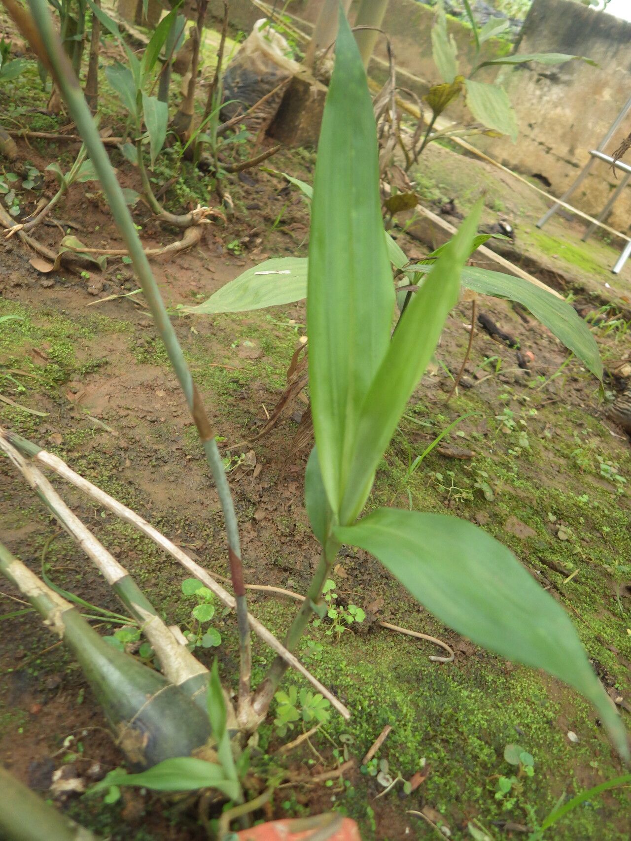 Eulophia euglossa — houseplant care guide