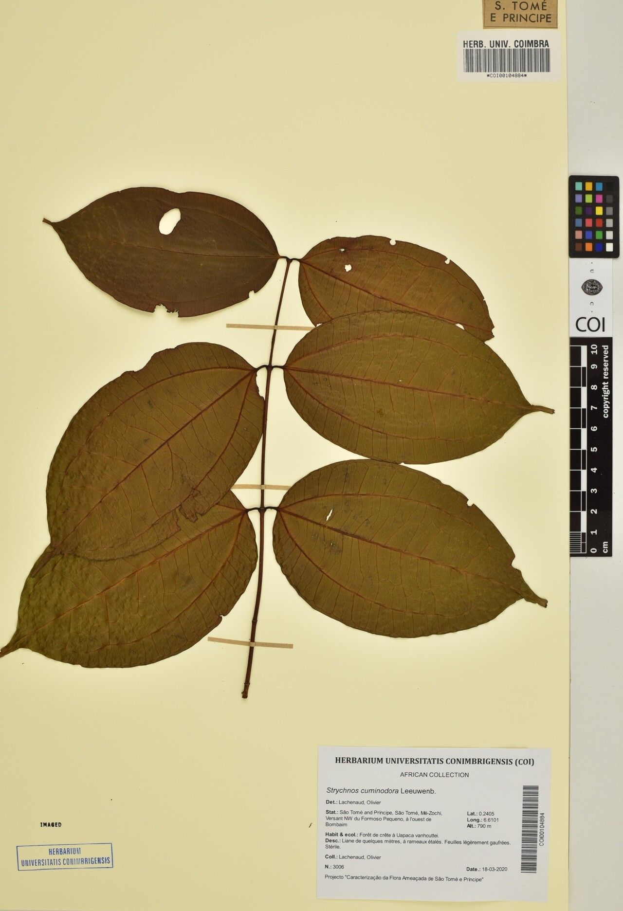 Strychnos cuminodora — houseplant care guide