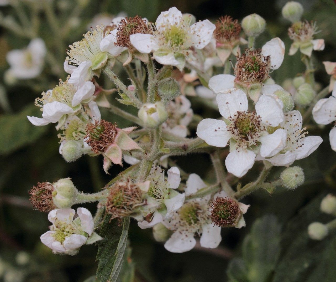 Rubus pericrispatus flower