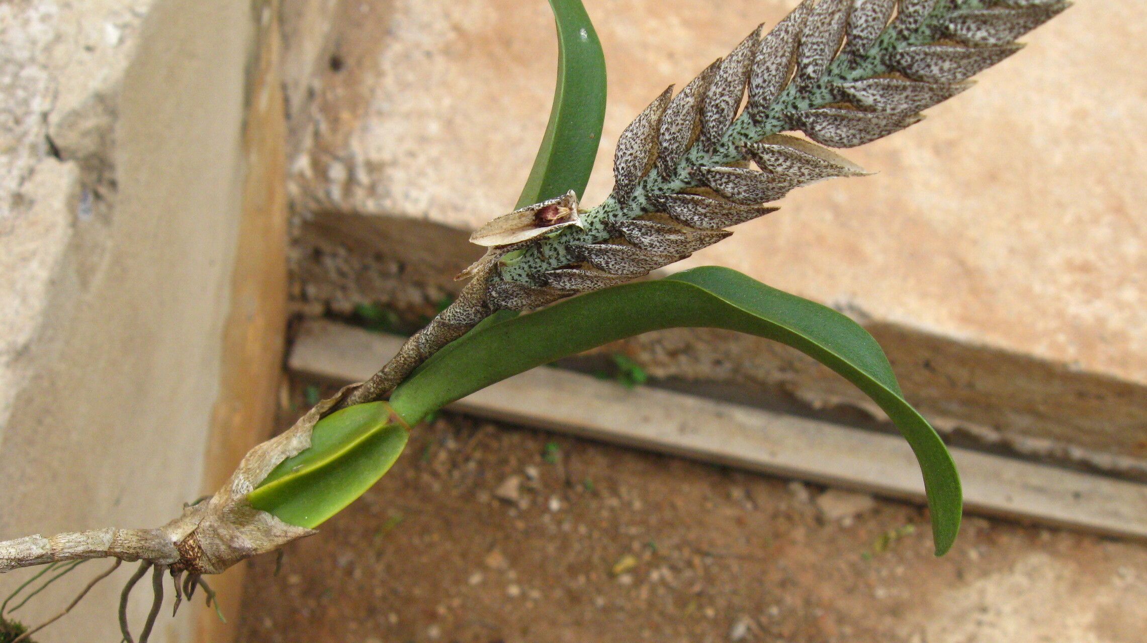 Bulbophyllum lupulinum — houseplant care guide