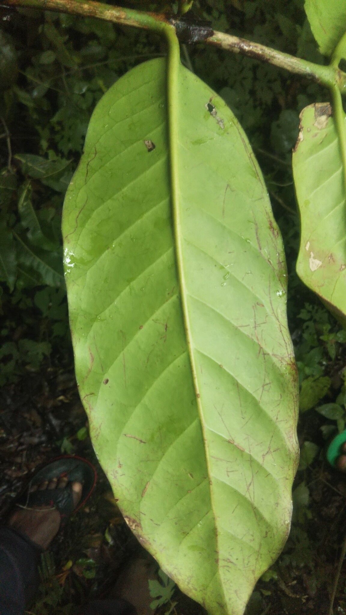 Pyrostria ixorifolia — houseplant care guide