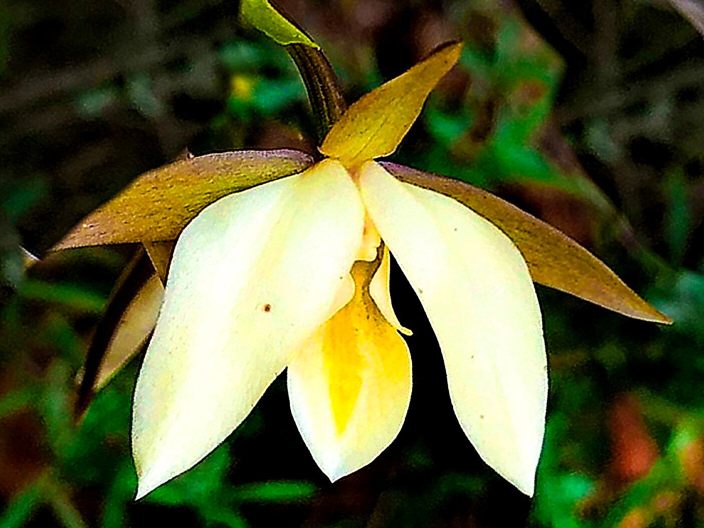 Eulophia ovalis — houseplant care guide