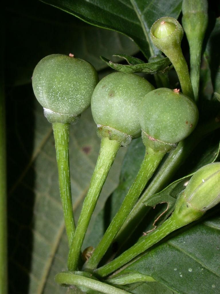 Lycianthes heteroclita fruit