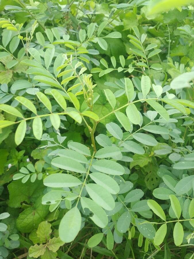 Indigofera tinctoria leaf