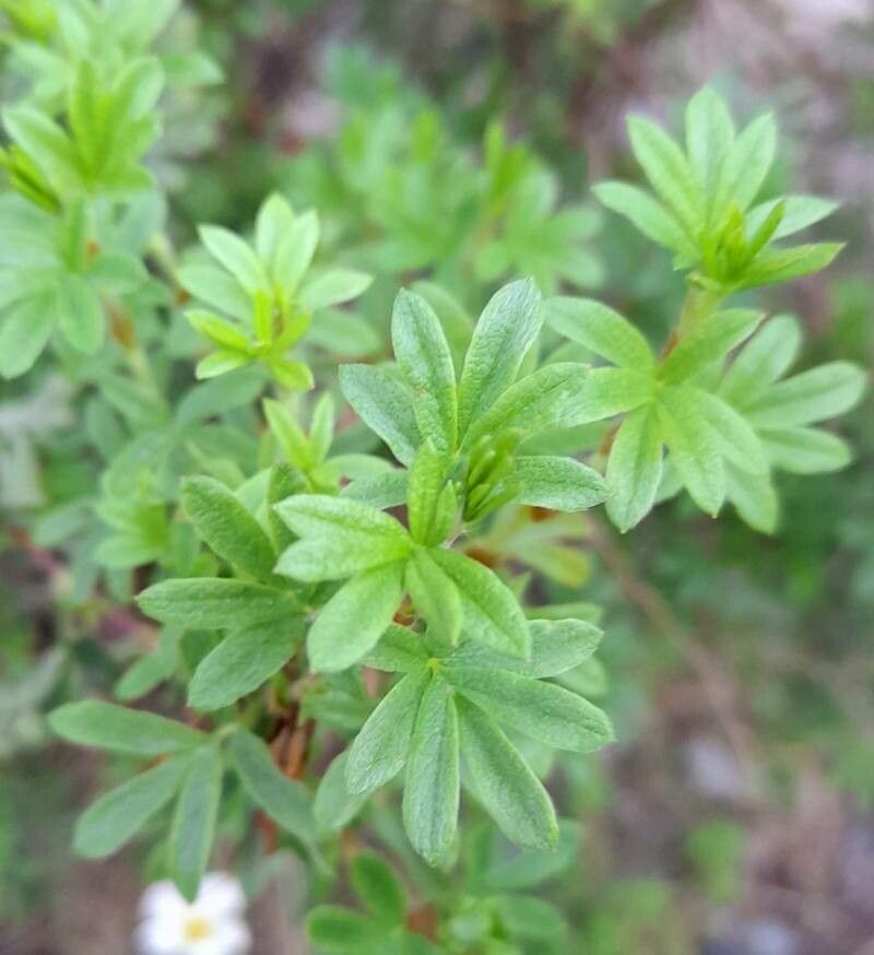 Dasiphora tenuifolia — related species from the same genus