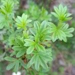 Dasiphora tenuifolia