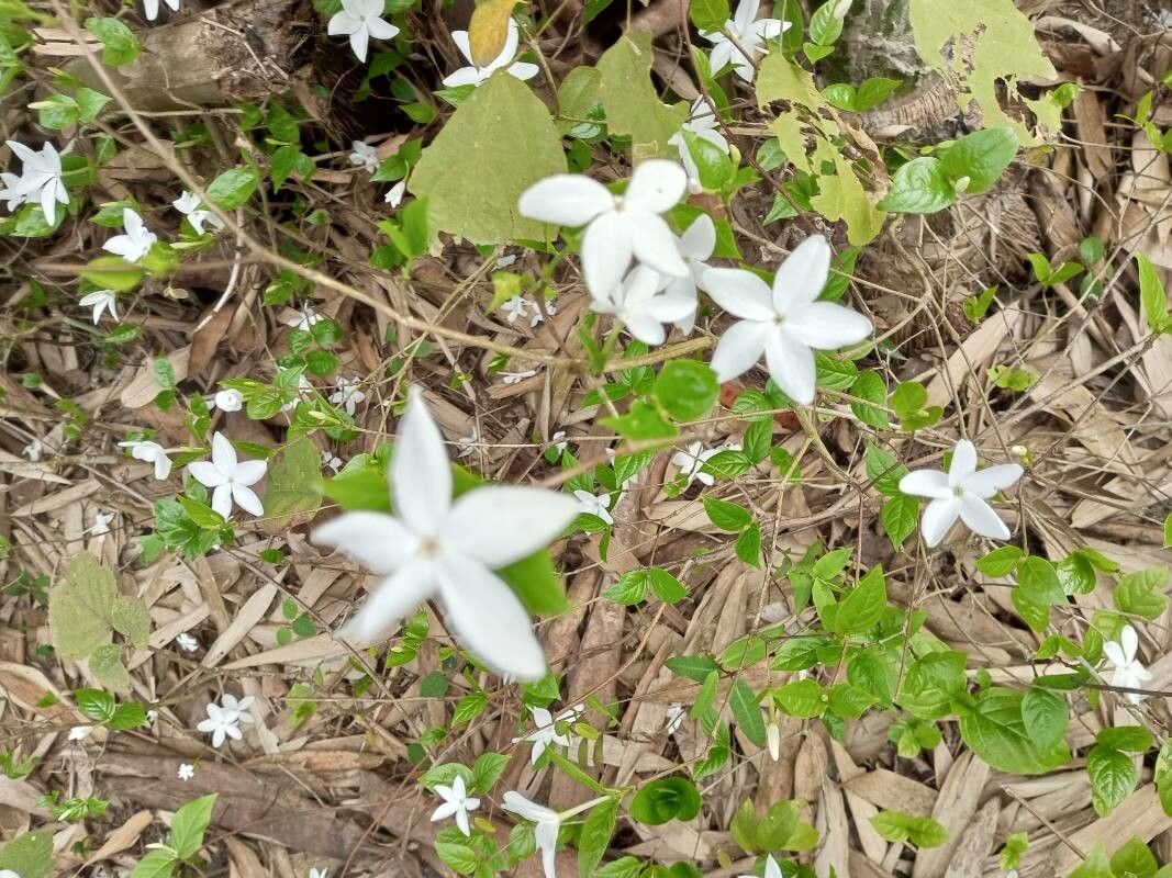 Coffea wightiana — search result for 'Coffea'