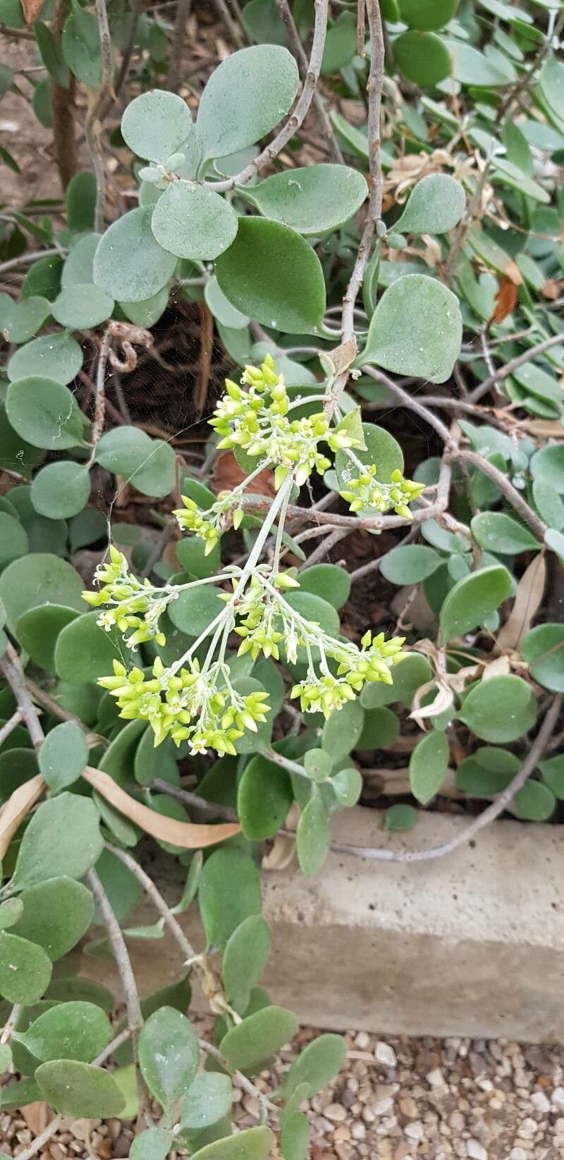Kalanchoe peltata flower