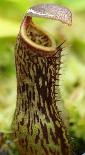 Nepenthes copelandii — search result for 'Nepenthes'