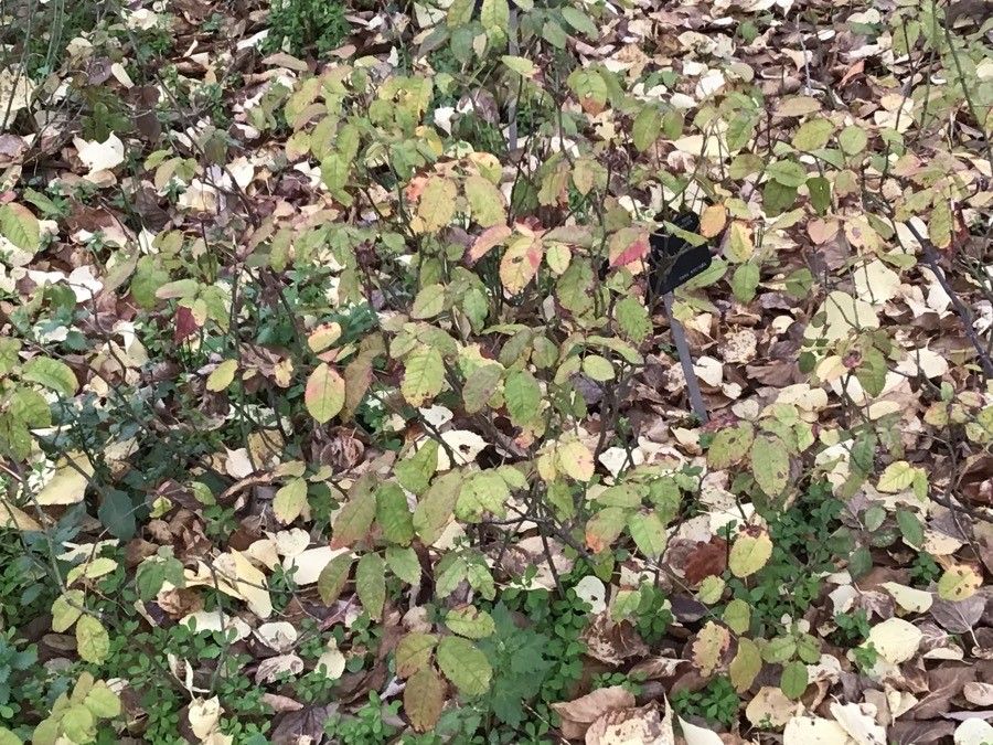 Rosa richardii — houseplant care guide