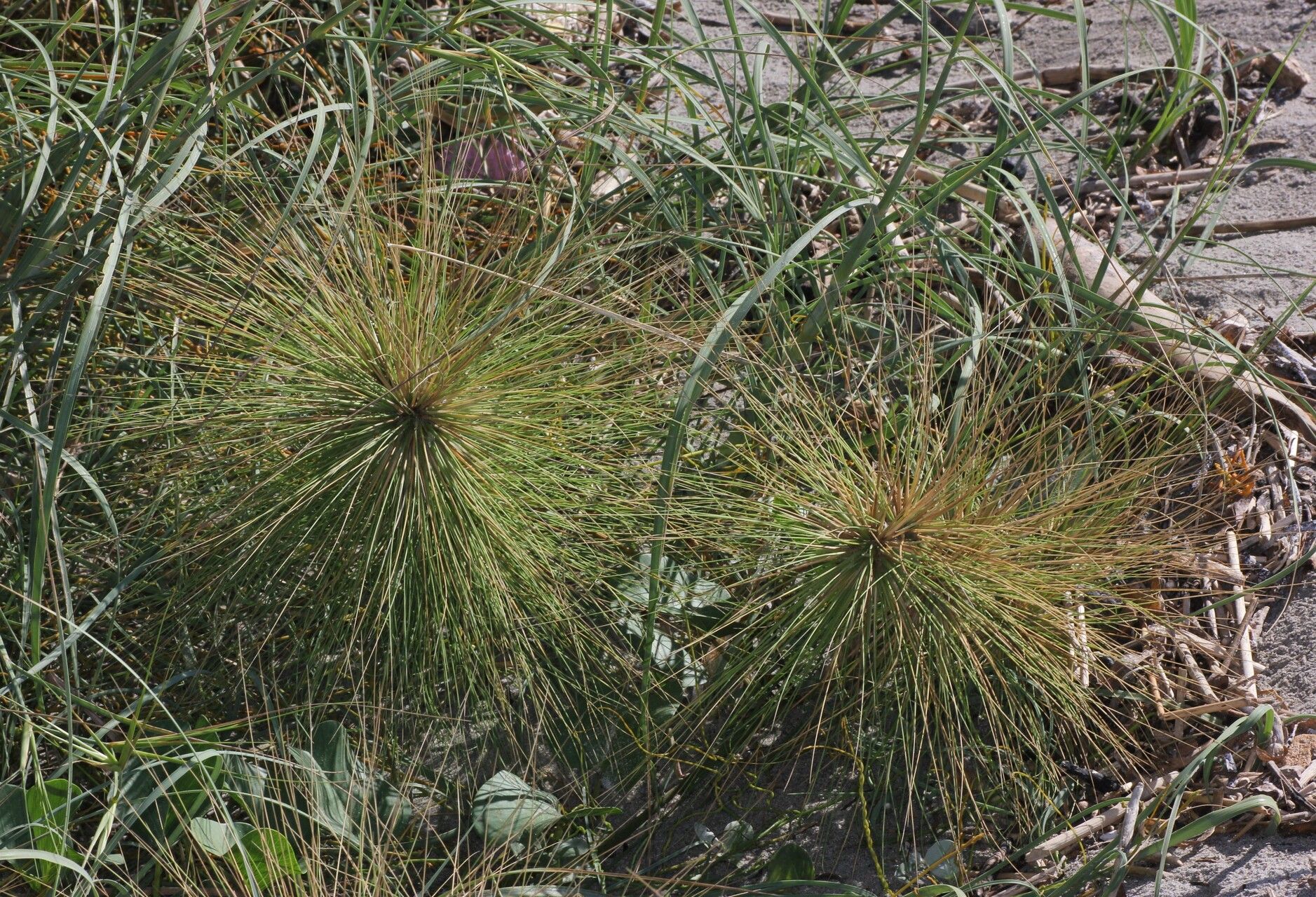 Spinifex longifolius flower