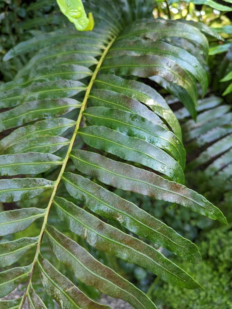 Blechnum tabulare — houseplant care guide