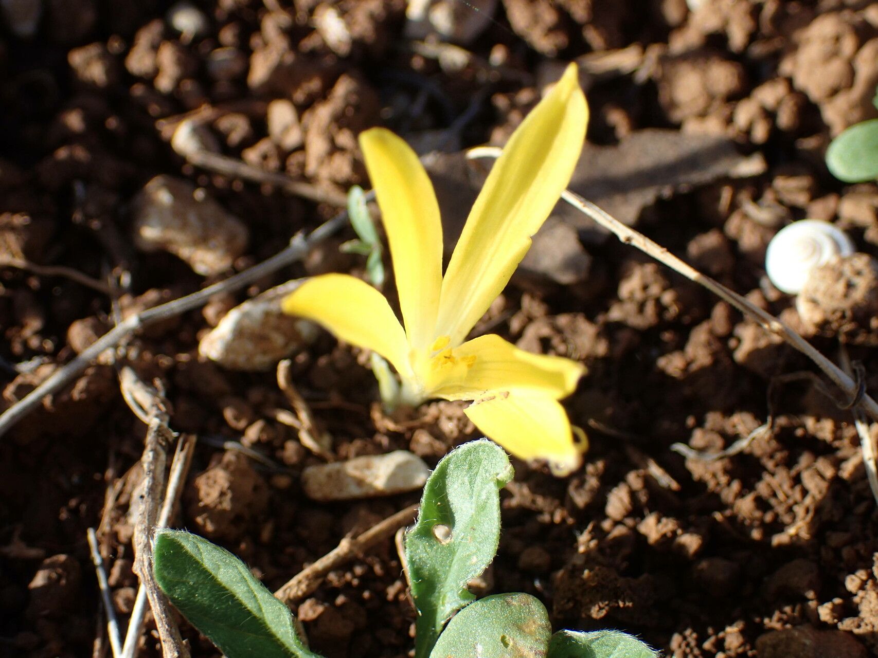 Sternbergia colchiciflora flower