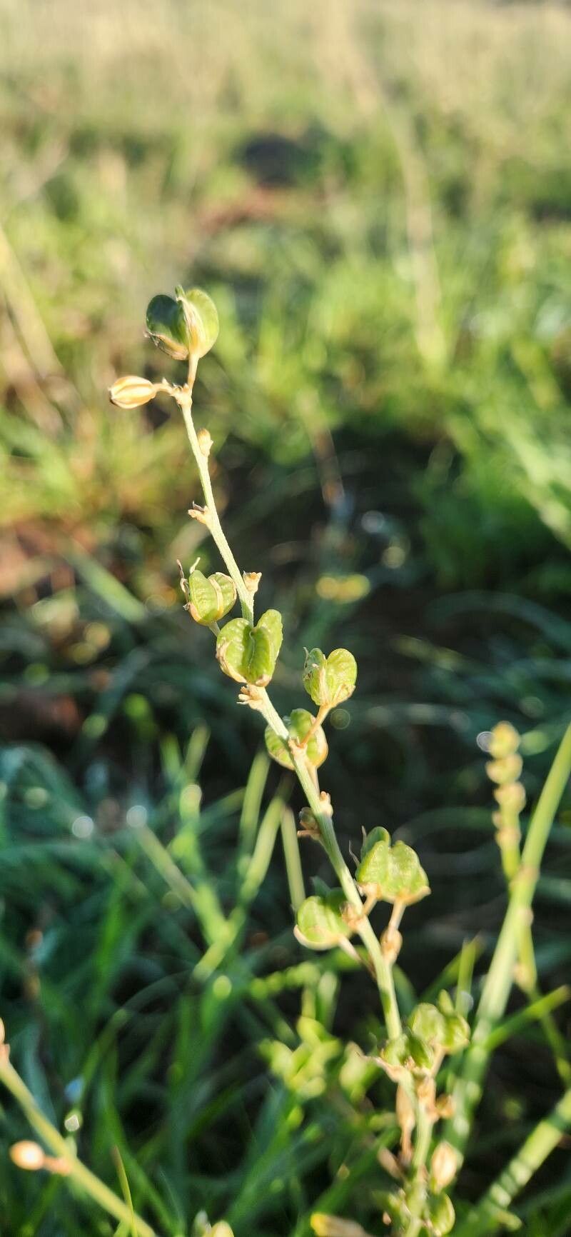 Chlorophytum affine fruit