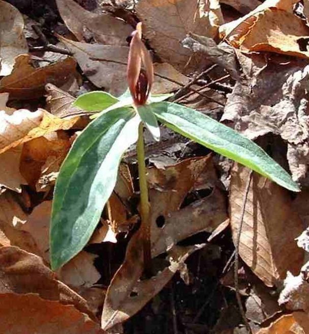 Trillium lancifolium habit
