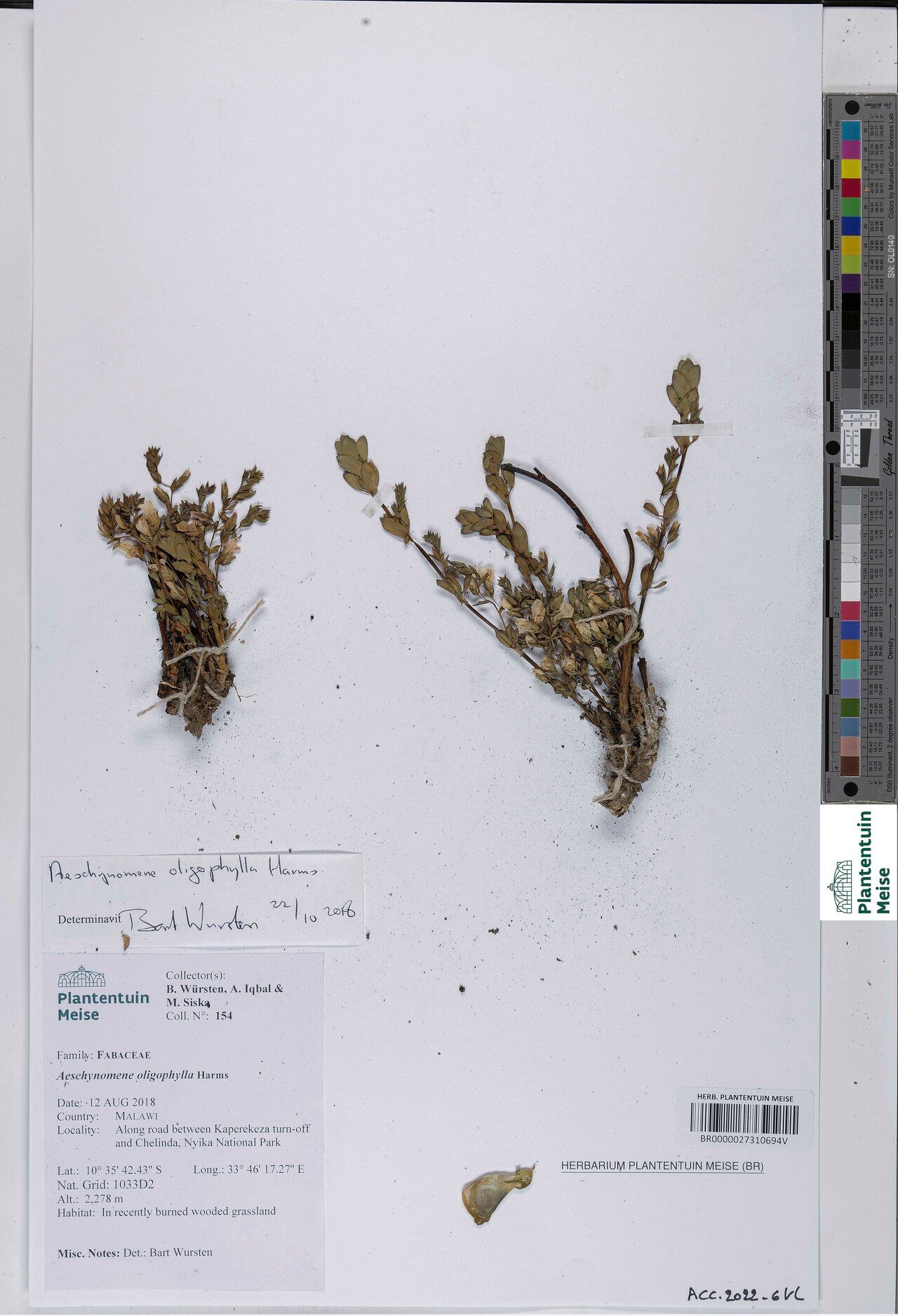 Aeschynomene oligophylla — houseplant care guide