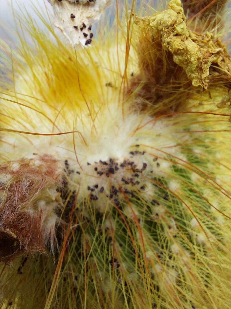 Parodia leninghausii fruit