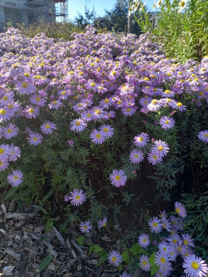Symphyotrichum dumosum habit