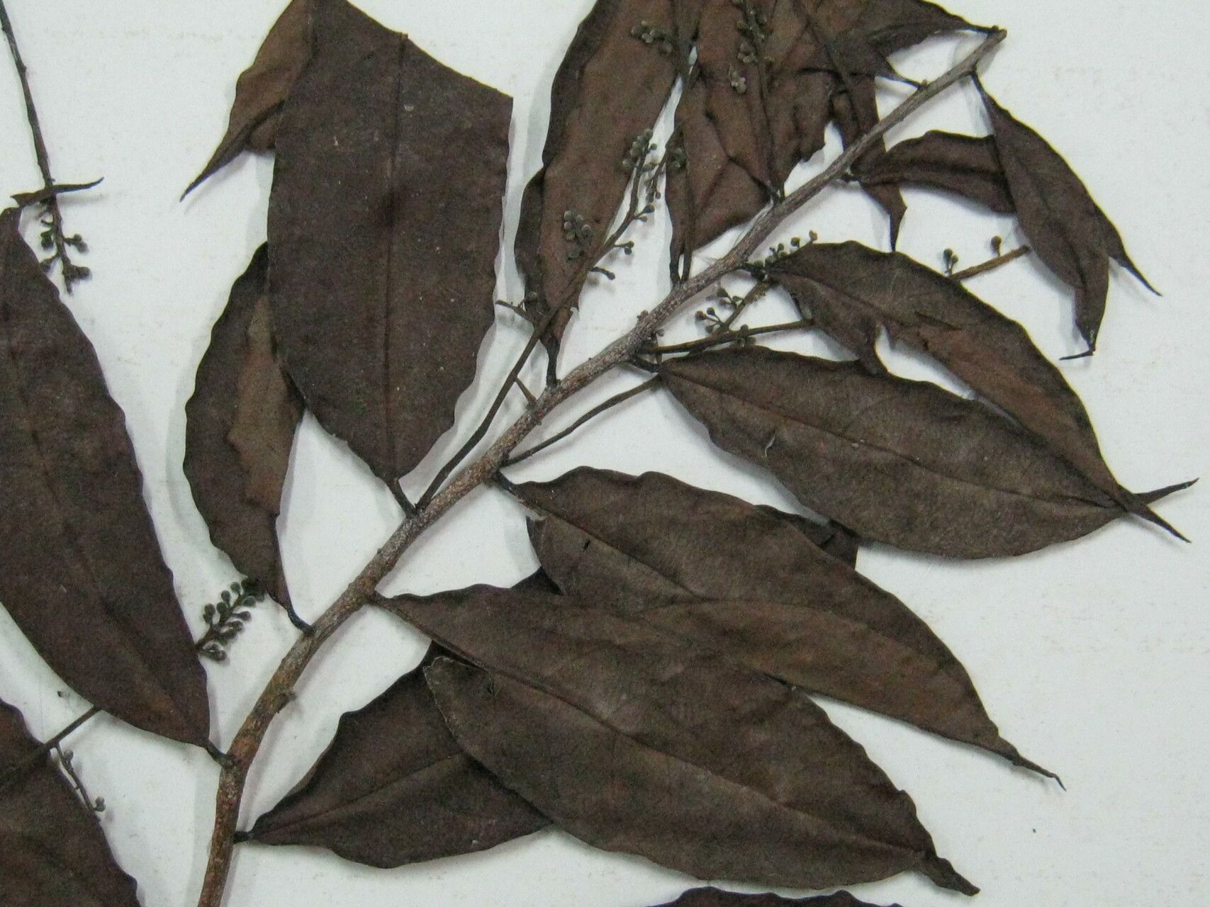 Moquilea guianensis — related species from the same genus