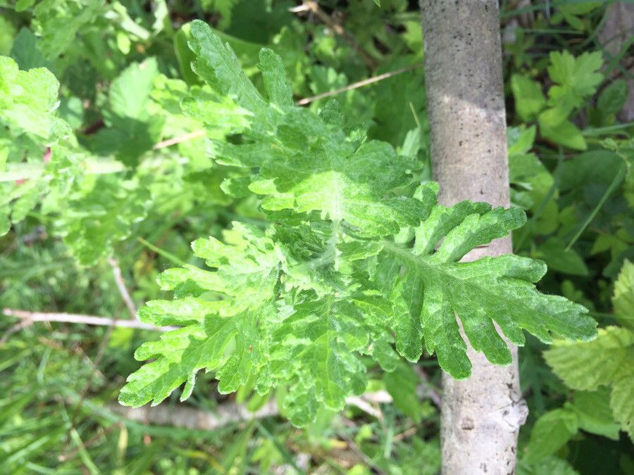 Senecio jacobaea leaf