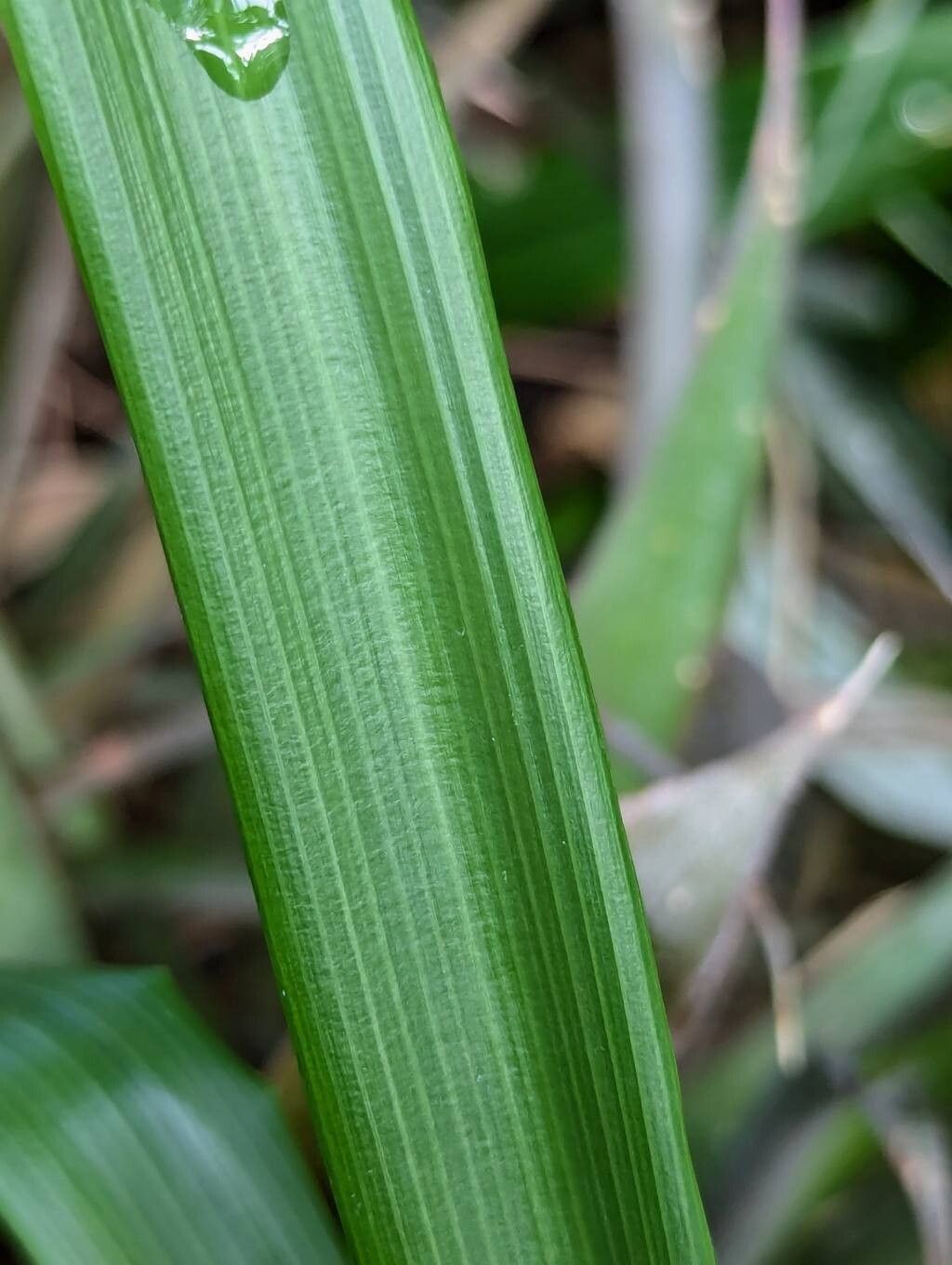 Pitcairnia longissimiflora — search result for 'Pitcairnia'