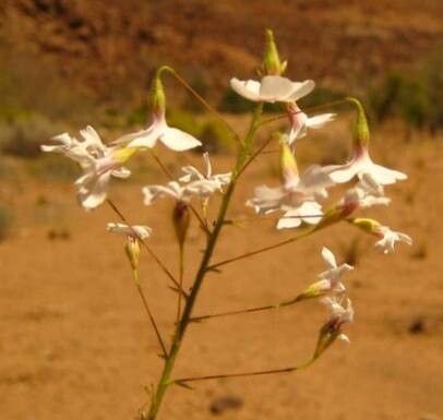 Hermannia amabilis — related species from the same genus