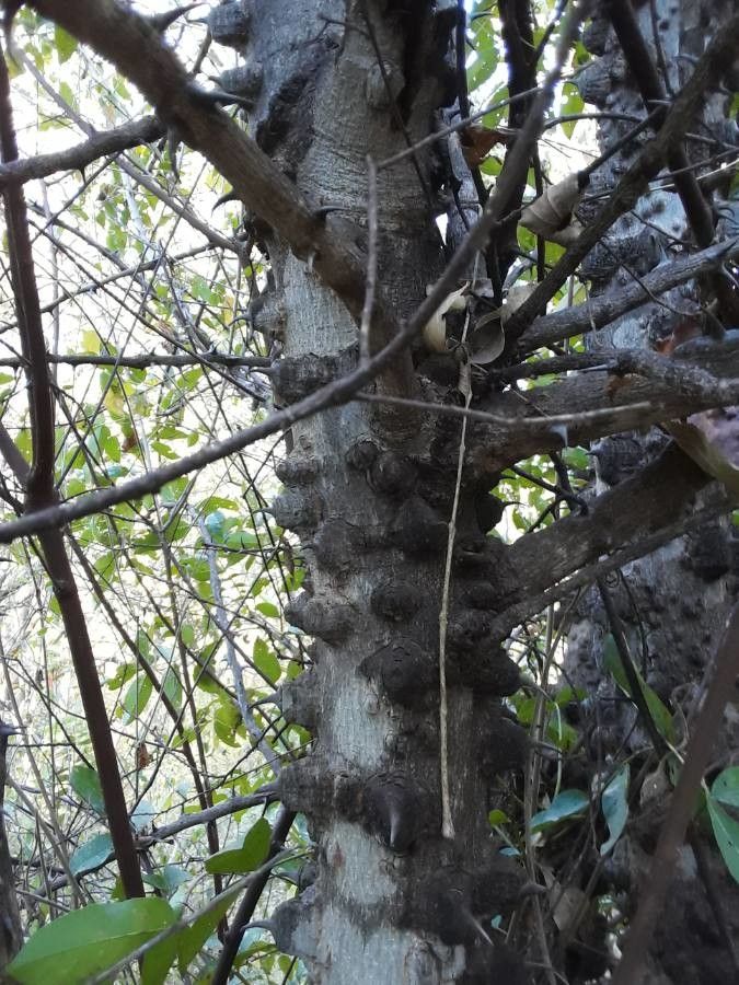 Zanthoxylum chalybeum bark
