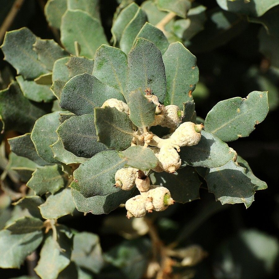 Quercus durata — clay tolerant houseplant