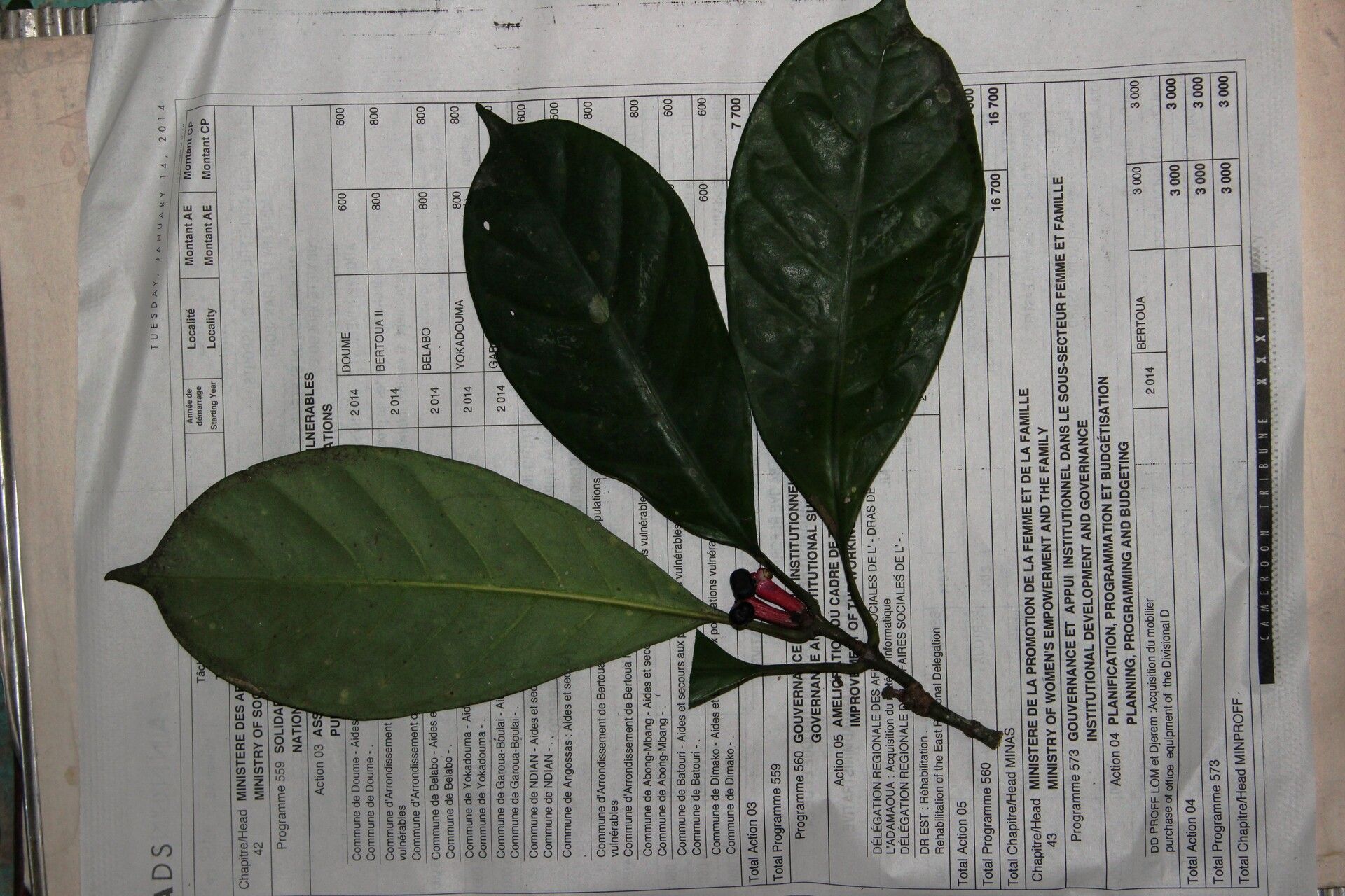 Chassalia corallifera habit