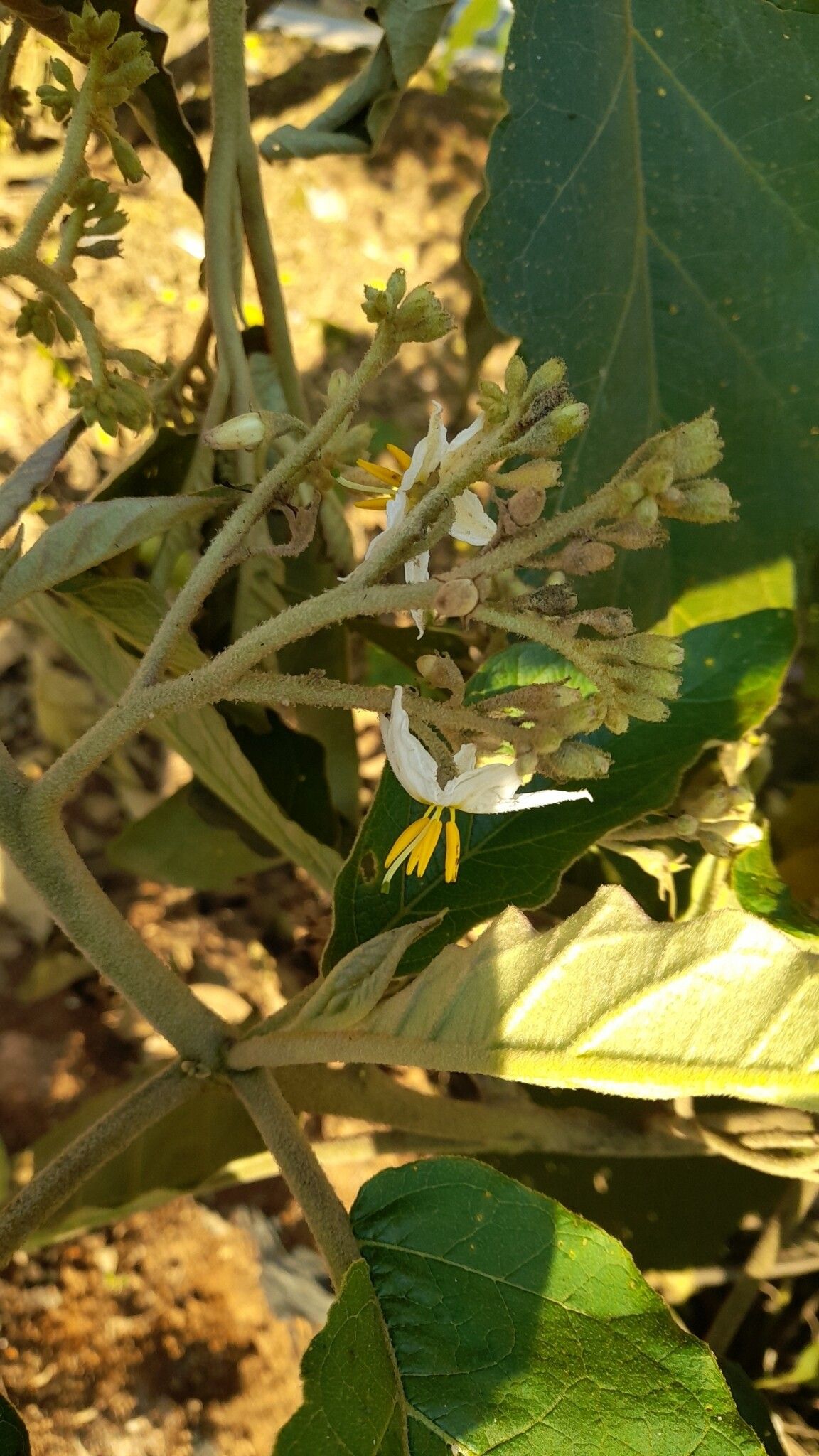 Solanum albidum — houseplant care guide