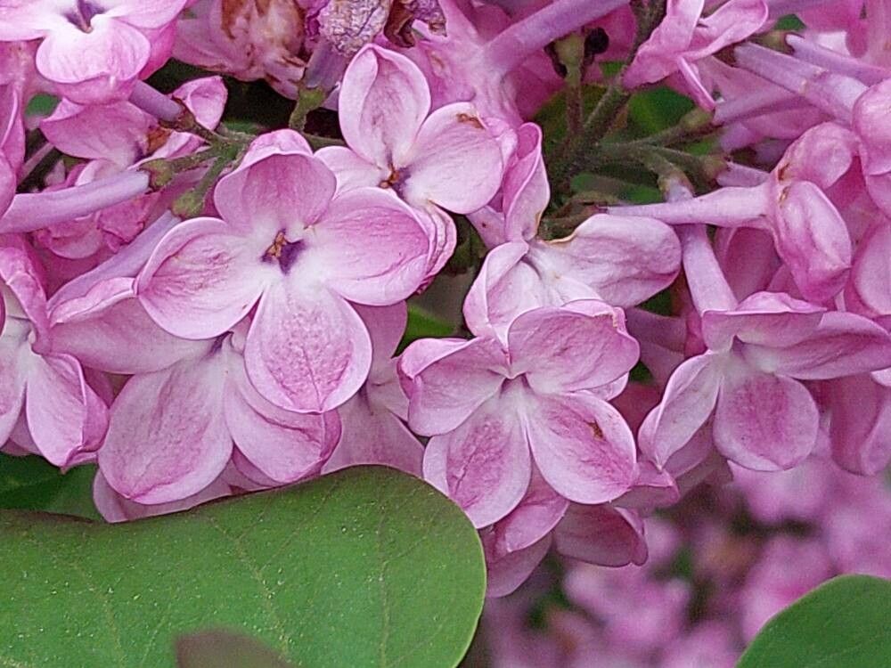 Syringa × hyacinthiflora flower
