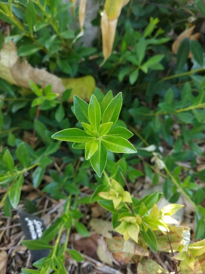Pittosporum truncatum — search result for 'Pittosporum'