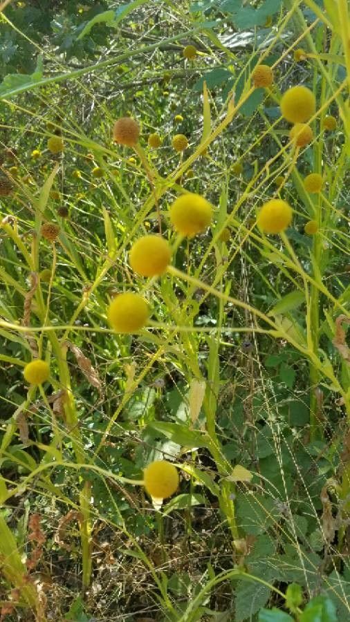 Helenium puberulum fruit