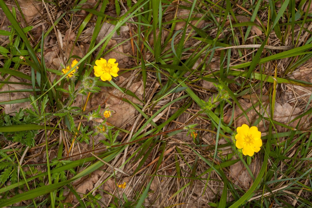 Potentilla heptaphylla flower