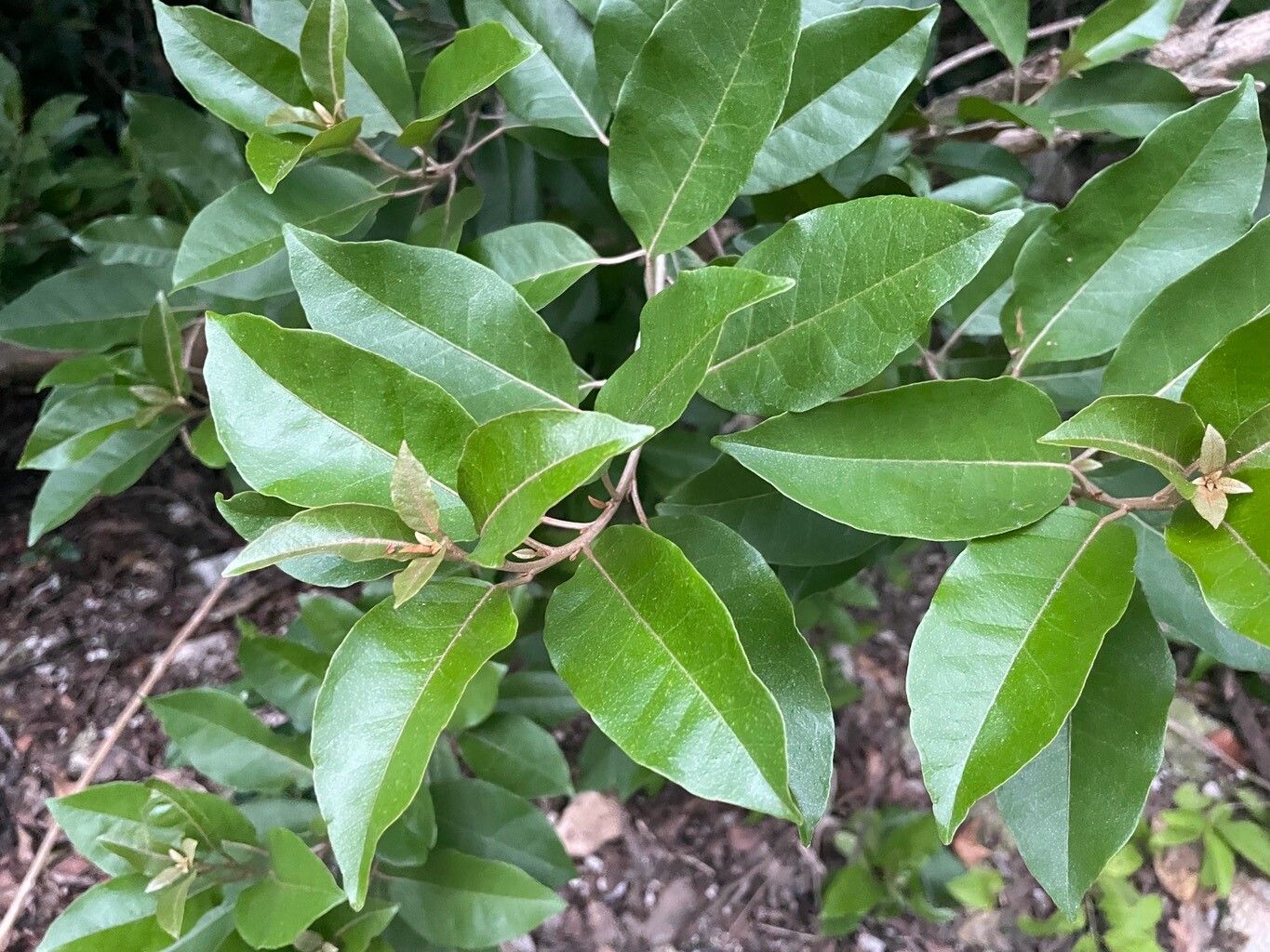 Croton nitens — houseplant care guide