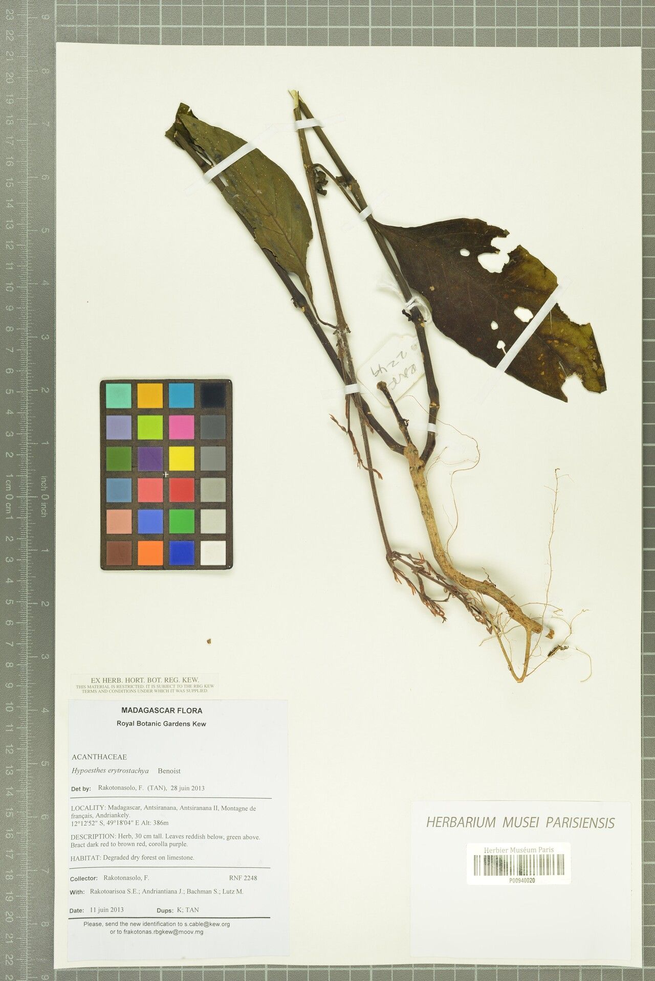 Hypoestes erythrostachya — houseplant care guide