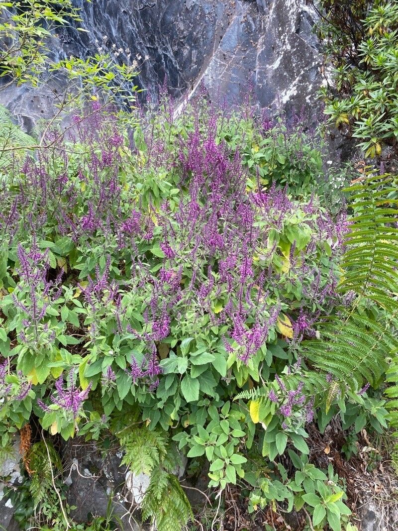 Teucrium betonicum habit