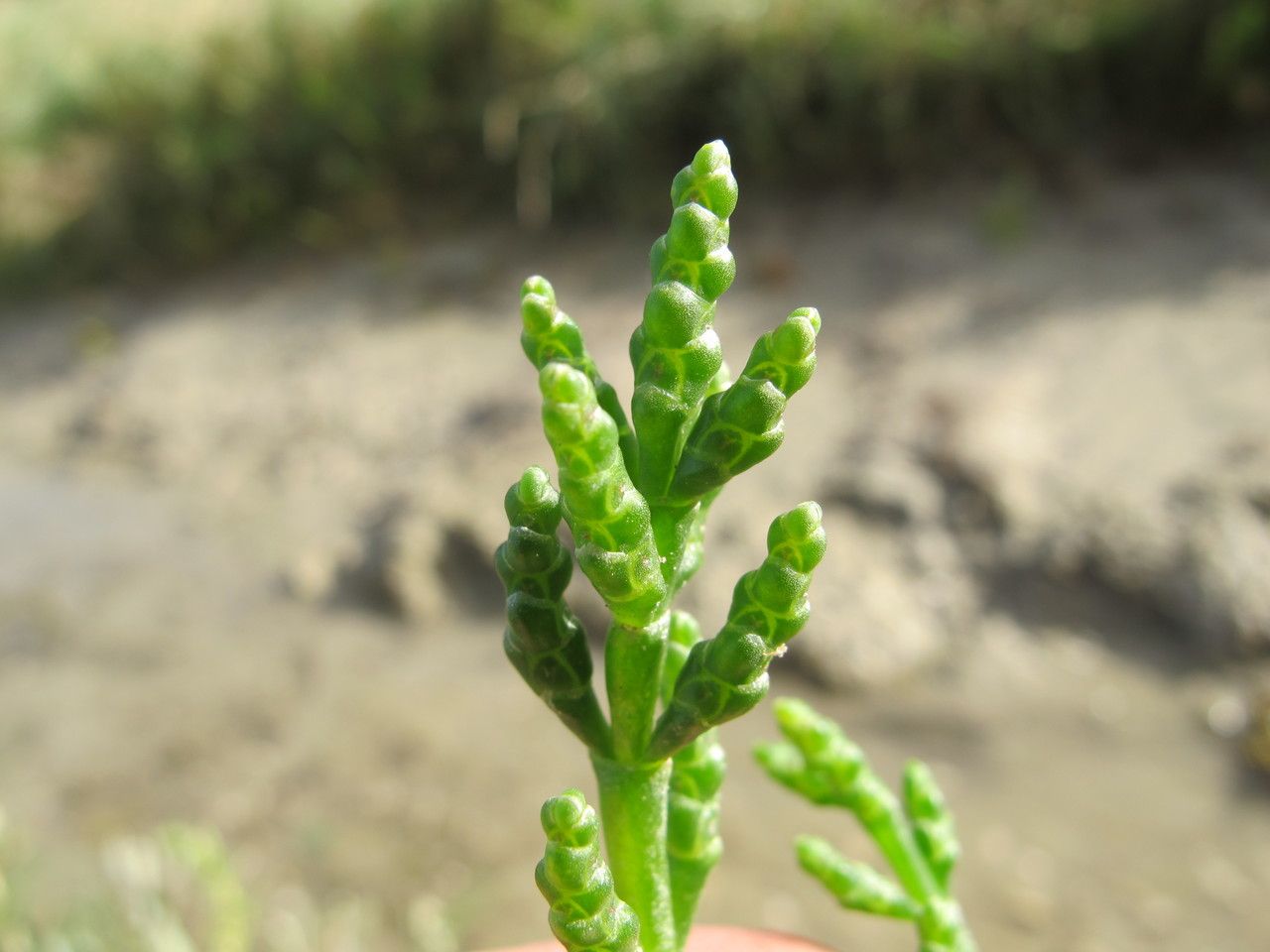 Salicornia × marshallii leaf
