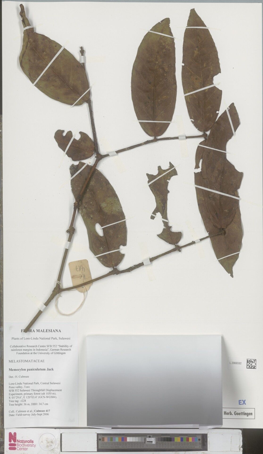 Memecylon paniculatum — houseplant care guide