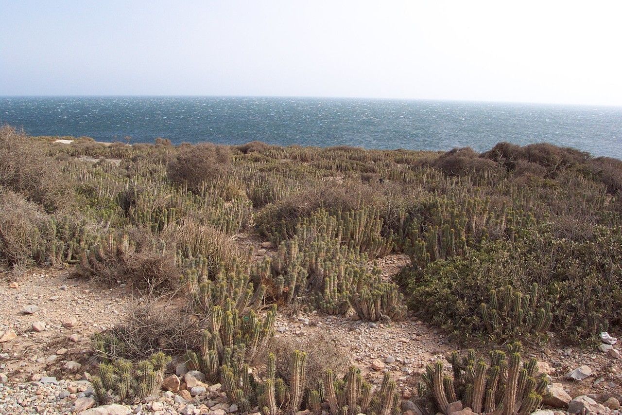 Euphorbia handiensis bark