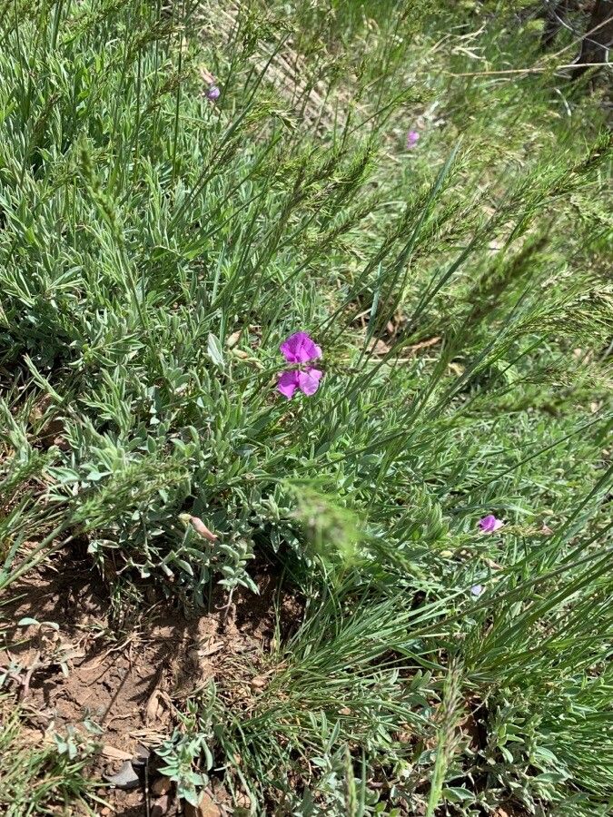 Lathyrus brachycalyx flower